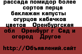 рассада помидор более 20 сортов перца баклажан капусты  огурцов кабачков цветов - Оренбургская обл., Оренбург г. Сад и огород » Другое   